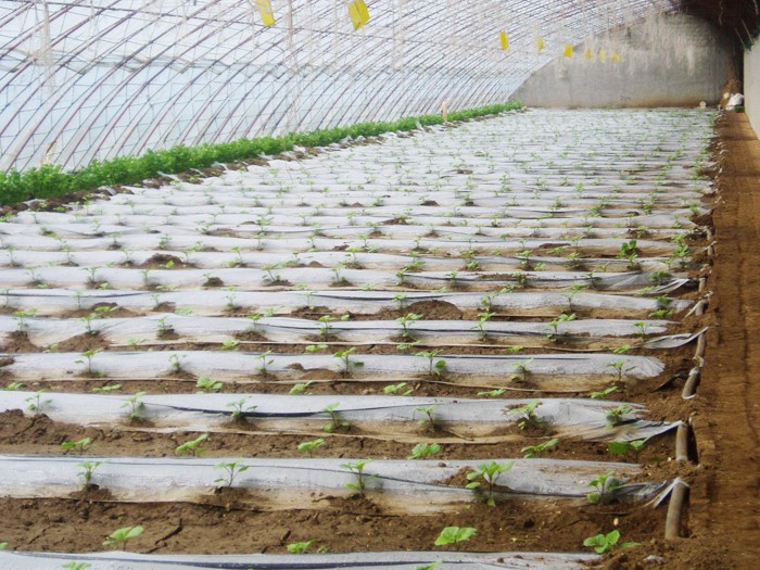 大（dà）棚（péng）膜下滴灌